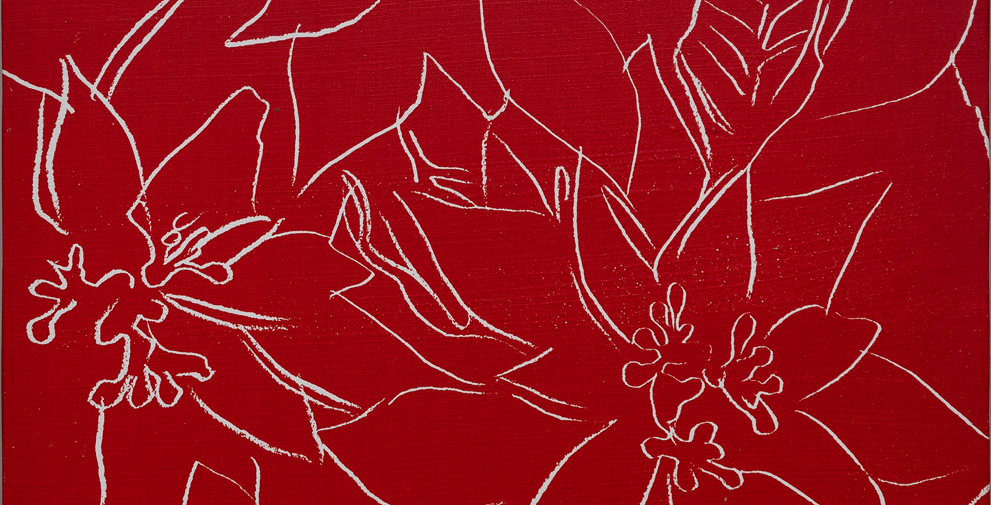 Poinsettia [Flor de Pascua]